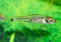 DWARF SCISSORTAIL RASBORA