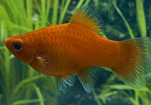 PLATY ROUGE