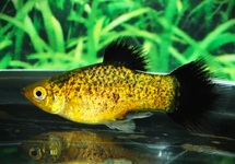 PLATY NEON GREEN SPOTTED WAGTAIL