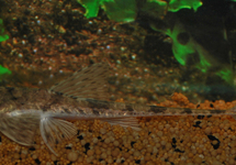 GIANT WHIPTAIL CATFISH