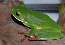 GRENOUILLE GÉANTE