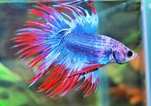 KEMPVIS CROWNTAIL THAI FLAG MAN