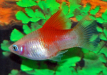 PLATY BLANC RED TOP