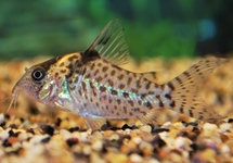 CORYDORAS D'AGASSIZ