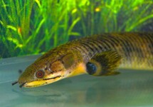 KWASTVINSNOEK MOKELEMBEMBE