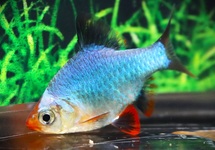 TIGER BARB COBALT