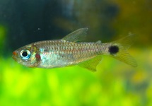 COSMOPS TETRA