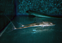 WHIPTAIL  PERU