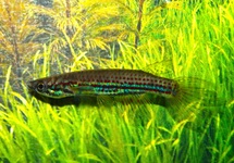 KILLIVIS CHEVALIERI
