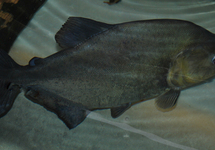 SCHWARZE PIRANHA