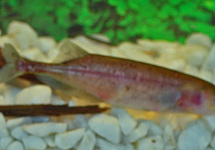 POISSON-ÉLÉPHANT BRACHYISTIUS 