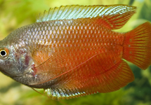 DWARF GOURAMI RED (M/F)