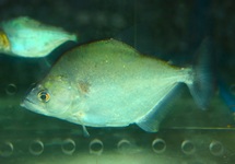 PIRANHA GERYI