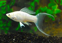 SAILFIN MOLLY SILVER LONGFIN