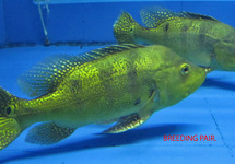 PAUWOOGBAARS KELBERI XL