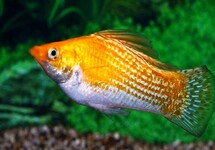 HOOGVINKARPER SUNBURST