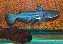 JAGUAR DOLFIJNMEERVAL