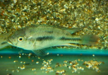 Other Cichlids