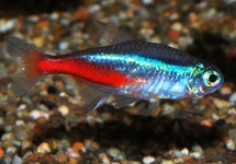 NEON TETRA  