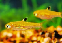 EYESPOT RASBORA