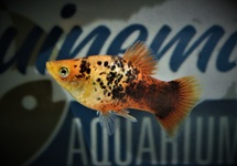 PLATY CORAL ORANGE SPOTTED