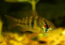 BLUE RAM CICHLID