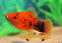PLATY RED SPOTTED