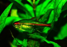 HEMIGRAMMUS ERYTHROZONUS M