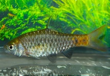 SHALYNI BARB