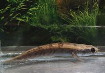 SNAKEHEAD SP. RED BARITO