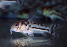 CORY BOESEMANI