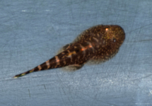 SPINEY-HEADED HILLSTREAM LOACH