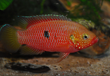 RED GABON CICHLID