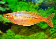 BLEHERS REGENBOGENFISCH