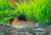 BURGESS' CORY