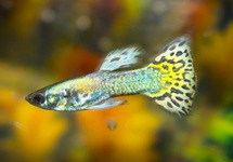 GUPPY MOSAIC YELLOW MALE