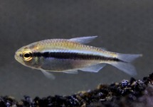 LAPIS TETRA 