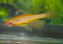 DANIO ZÈBRE DORÉ VOILE