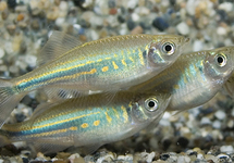 DANIO MALABAR