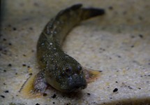 BLAUWVLEK SLIJKSPRINGER