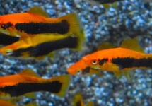 SCHWERTTRÄGER ROT TUXEDO