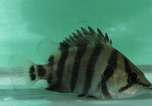 QUADRIFASCIATUS TIGERBARSCHE