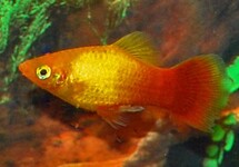 PLATY NEON MARIGOLD