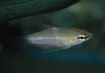 GOURAMI CHOCOLAT GÉANT