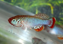 NOTHOBRANCHIUS BOKLUNDI IUANGWA VALLEY M