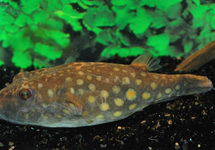 POISSON BALLON ABEI