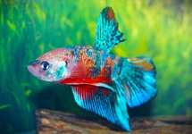 KEMPVIS PLAKAT MULTICOLOR MAN