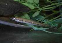 AFRIKAANSE SNOEKZALM