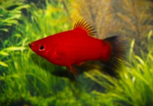 KORALLENPLATY ROT WAGTAIL