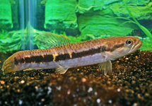 ERYTHRINUS ERYTHRINUS